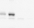 Phly | DNA photolyase (At4g25290)